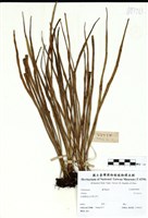 藏品(Vittaria)的圖片